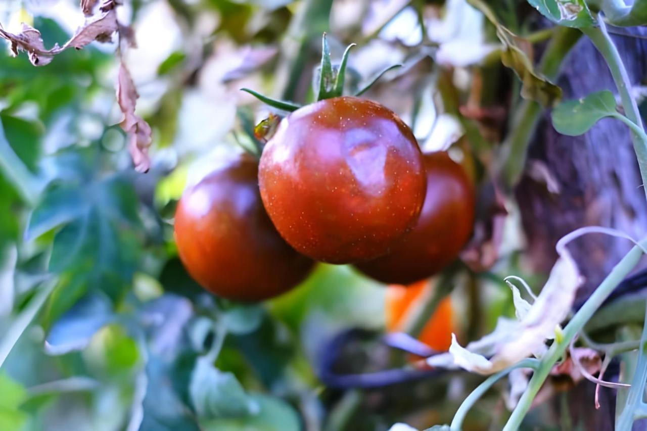 Luna D'Agerola Ngoại thất bức ảnh