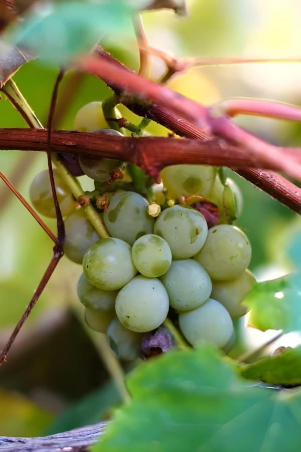 Luna D'Agerola Ngoại thất bức ảnh